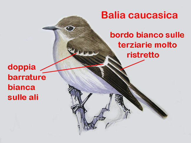 Balie a confronto-Disegni